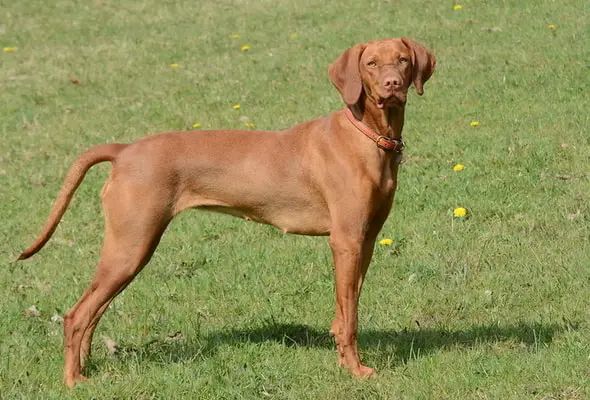 Vizsla