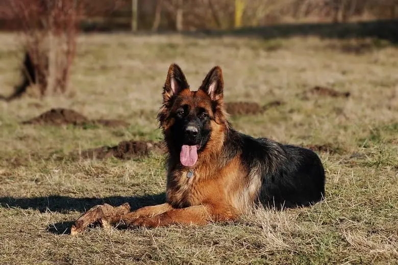 Shepherd dog showing its tongue