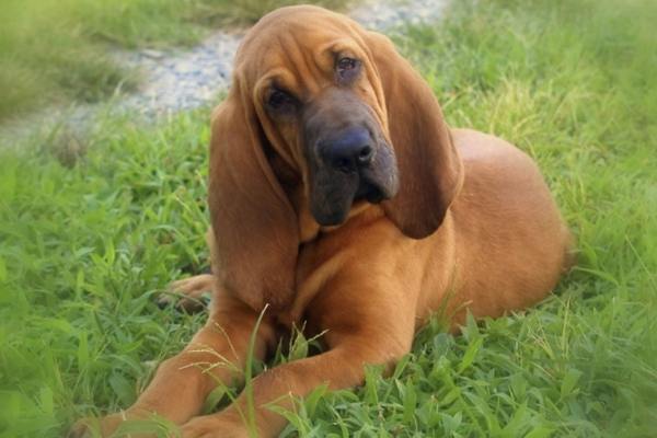 Bloodhound resting on grass