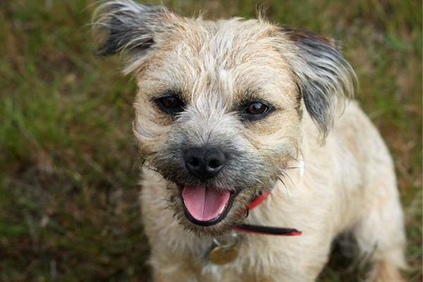 Border terrier in the garden