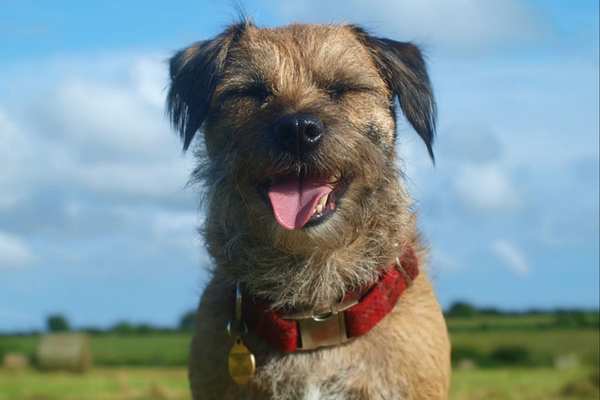 Border terrier