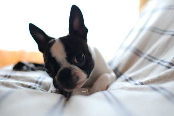 Boston terrier