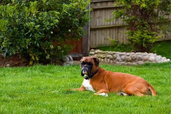 Boxer dog resting on the grass