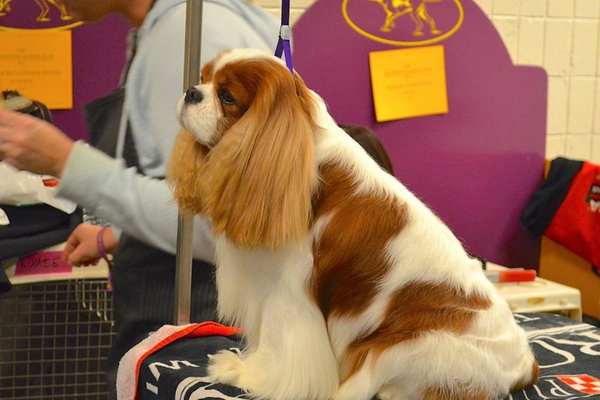 Cavalier king charles spaniel