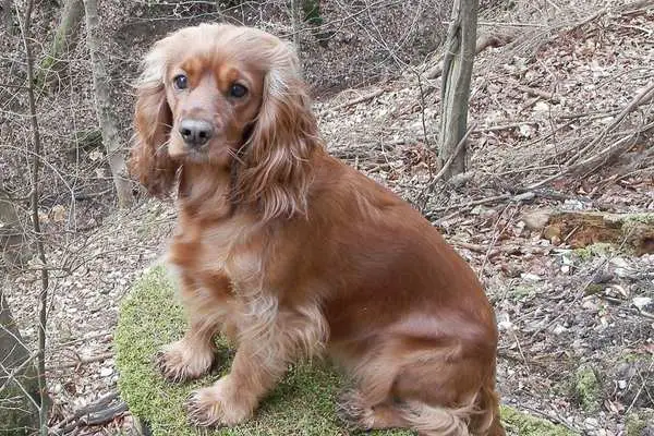 Cocker spaniel sitting