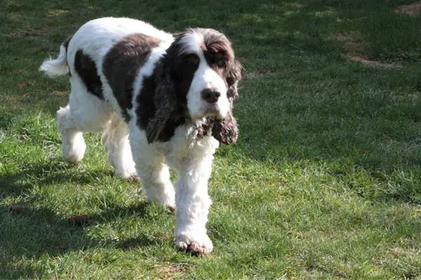 Cocker spaniel walking