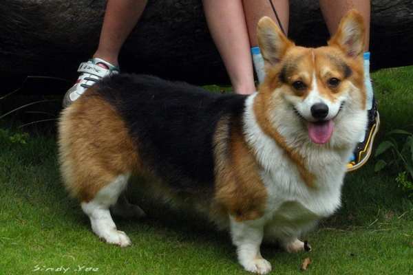 Corgi in the park