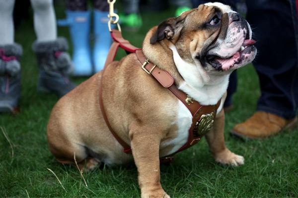 English bulldog sitting