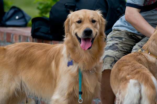 Golden retriever at dog's park