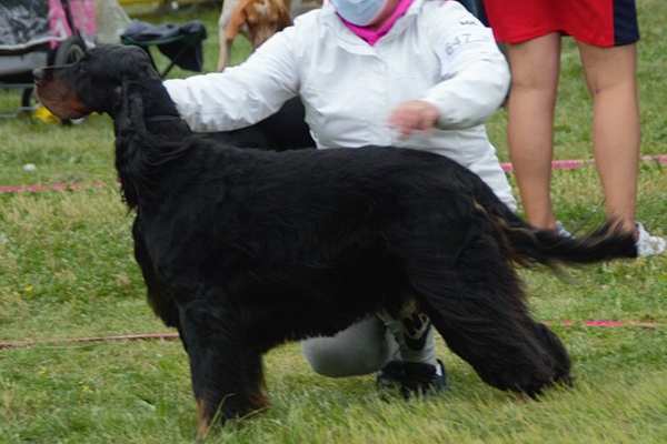 Gordon setter