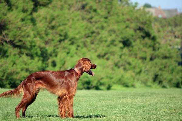 Irish setter in the field