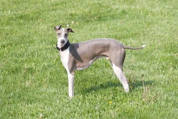 Italian greyhound in the field