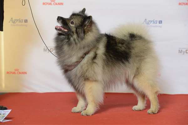 Keeshond