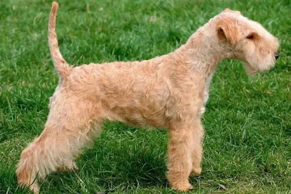 Lakeland terrier on the grass