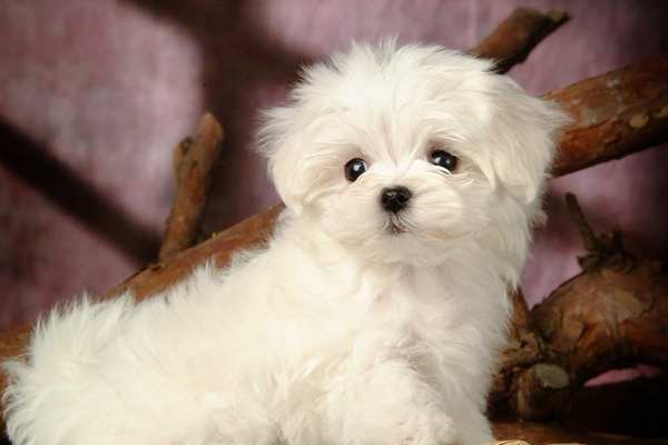 A maltese dog