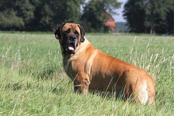 Mastiff in grassland