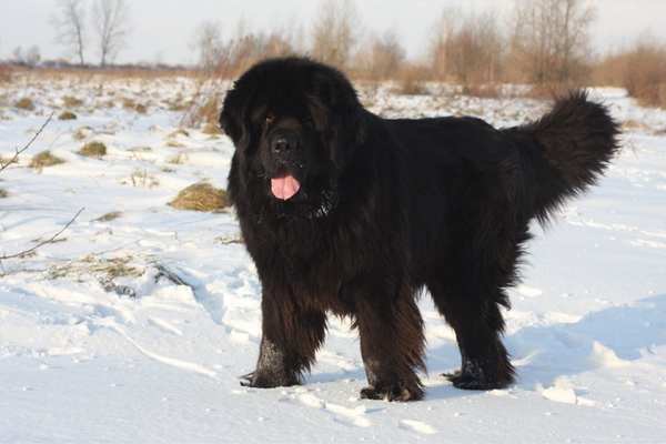 Newfoundland dog