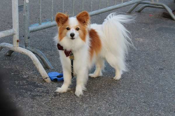 Papillon dog standing