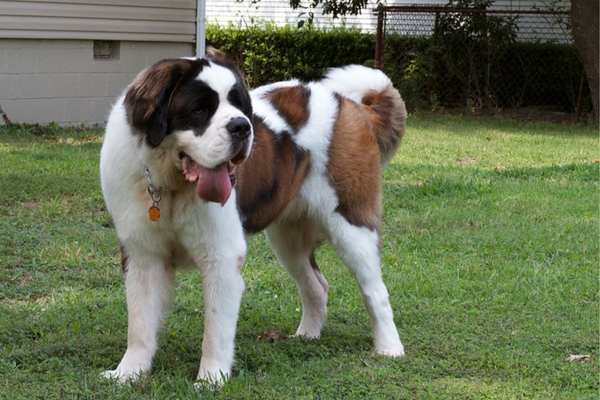 Saint bernard in backyard