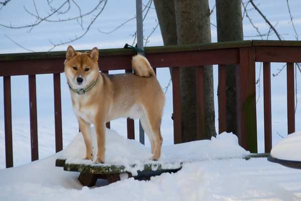 Shiba inu standing