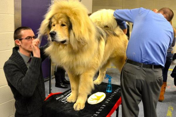 Tibetan mastiff grooming