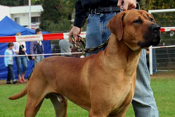 Tosa during dog show