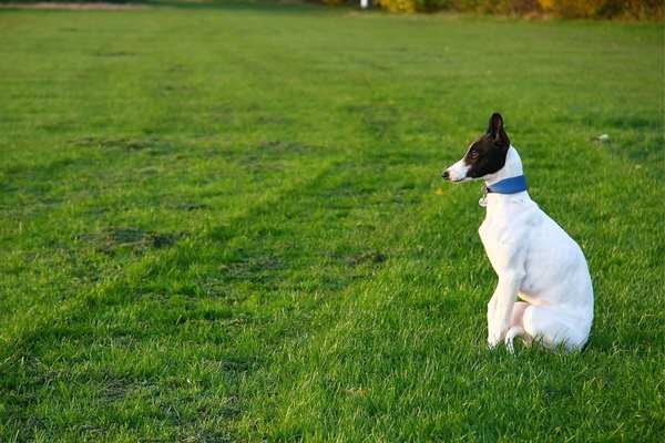 Whippet sitting on the grass