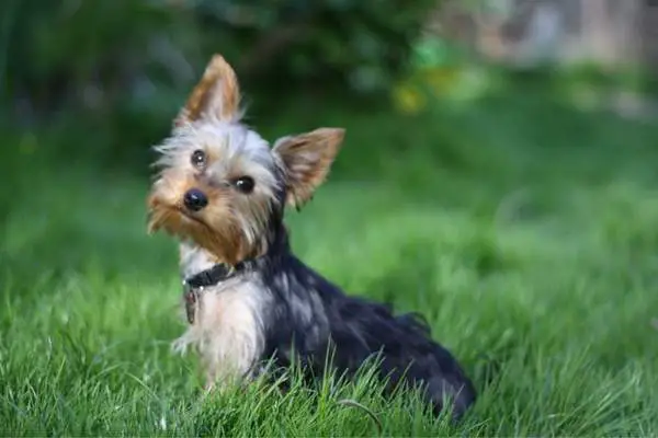 Yorkshire terrier sitting on the grass