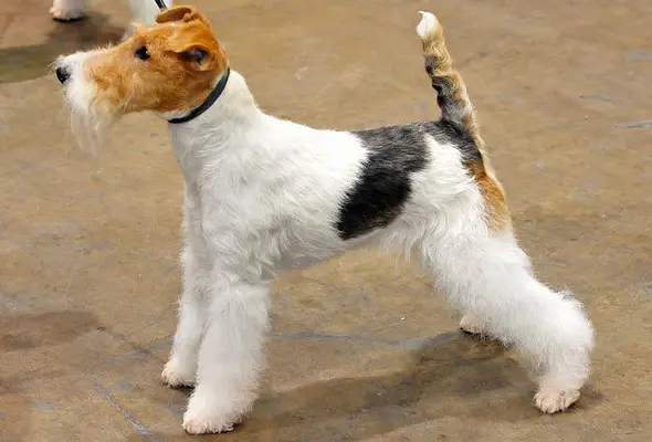 Wire Fox Terrier