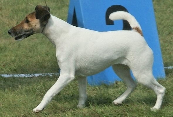Smooth fox terrier