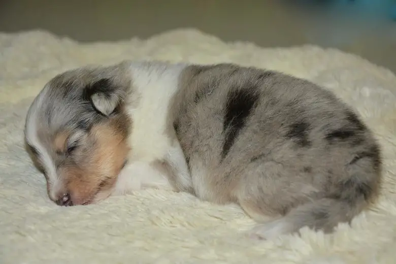 Puppy shetland sheepdog sleeping