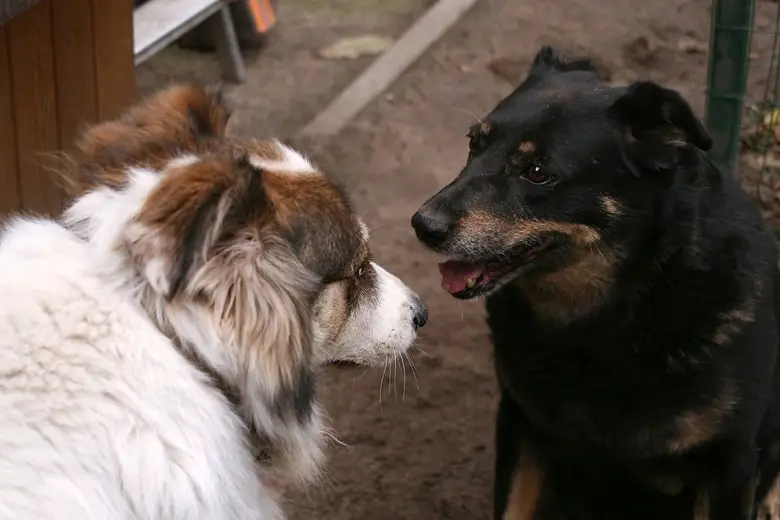 Two dogs in conversation
