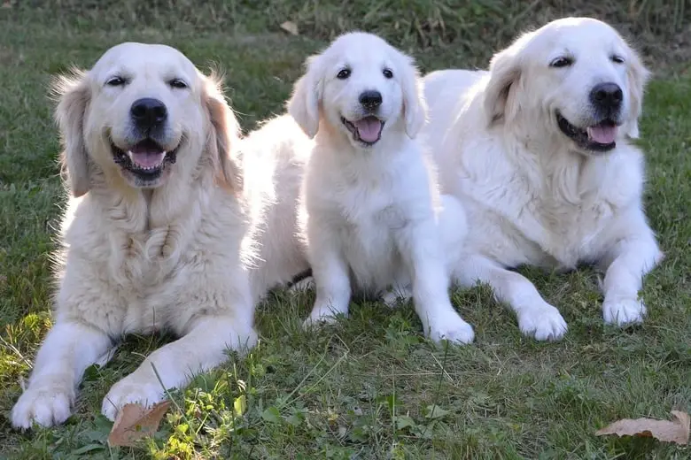 Adult golden retrievers and puppy