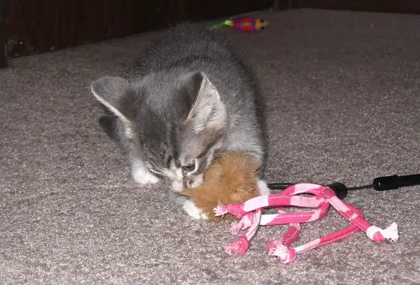 Cat playing a toy