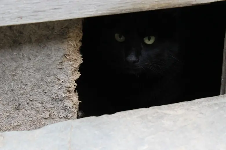 A black cat hiding