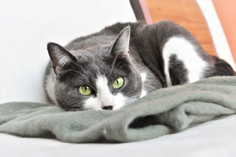Cat resting on blanket