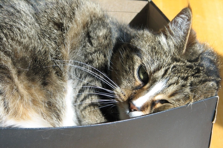 Cat sleeping in tabby box