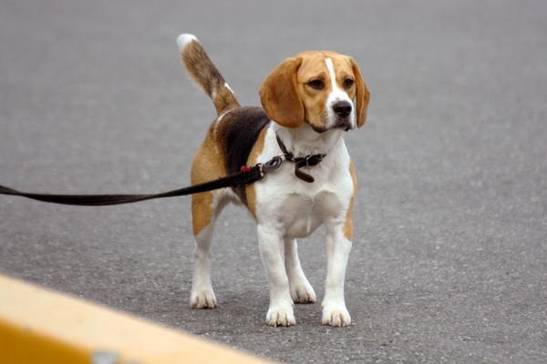 Beagle on the road