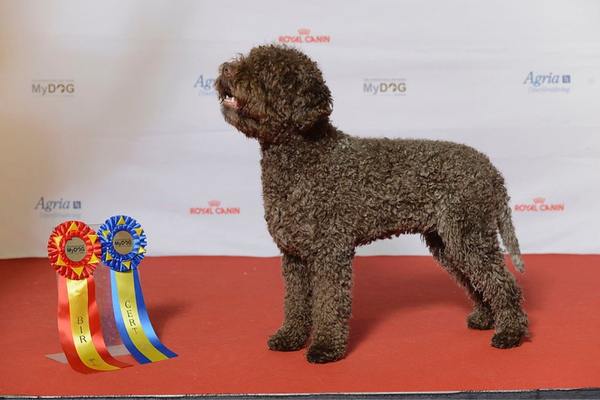 Lagotto romagnolo on stage