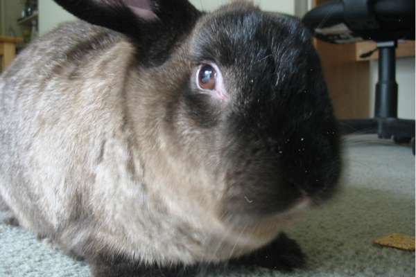 American sable rabbit