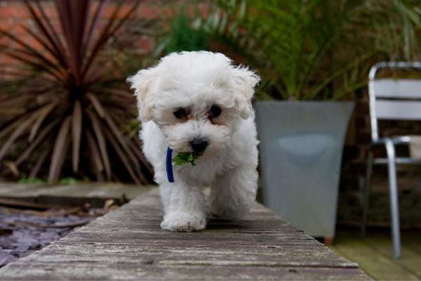 Bichon frise walking