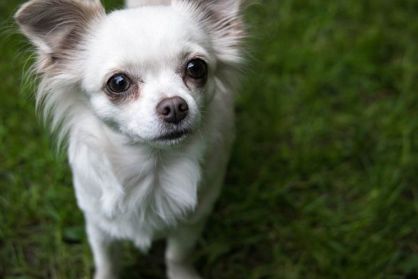 Chihuahua looking at lens