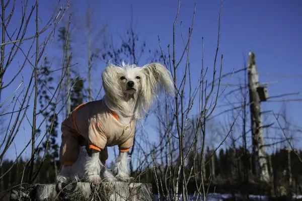 Chinese crested dog on log