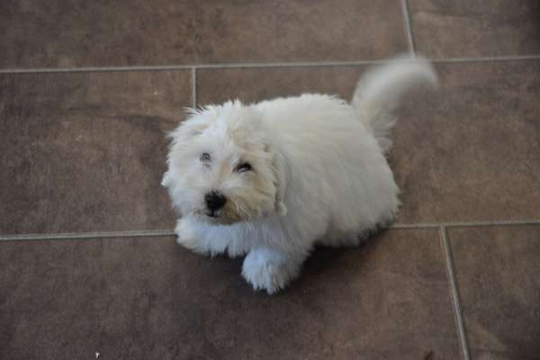 Coton de tulear on the floor