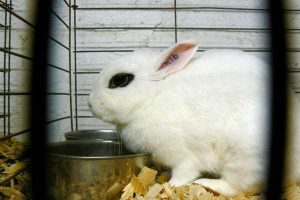 12 Rabbit Breeds With Short Ears (Fun Facts) - Bela Pets