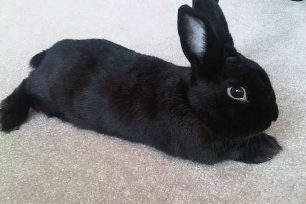 Havana rabbit resting