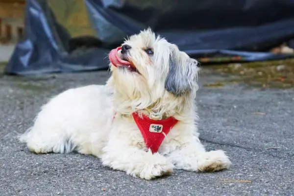 Havanese on roadside