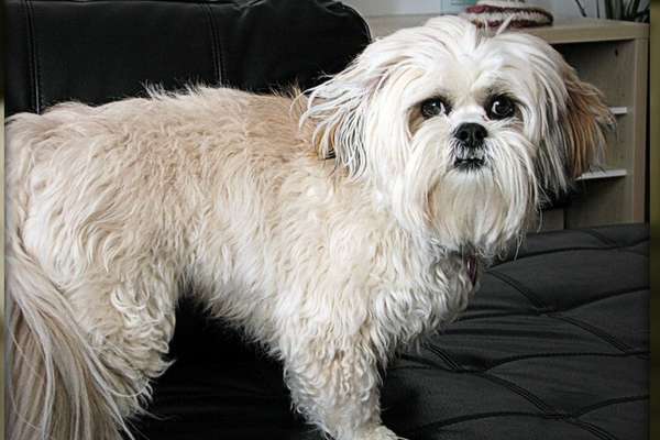 Lhasa apso on the couch