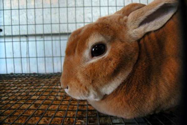 Mini rex inside the cage