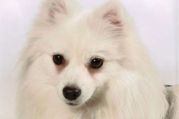 Miniature american eskimo dog